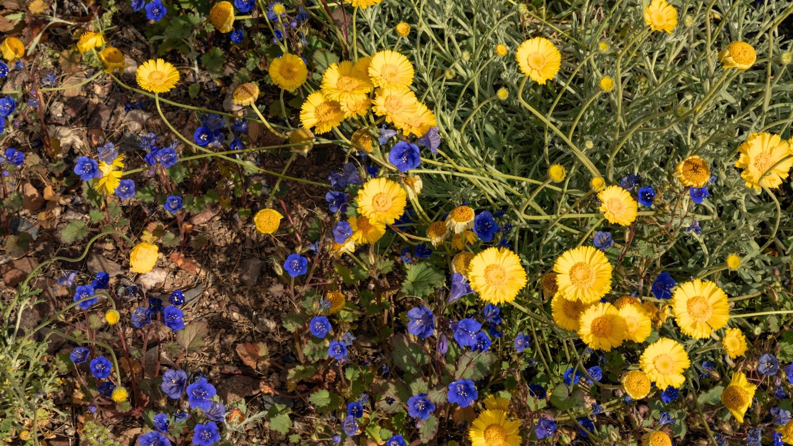 No momento, você está visualizando 23 Flores Silvestres Nativas para Jardins no Arizona