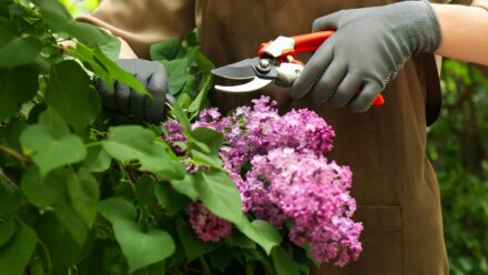 Leia mais sobre o artigo 9 Plantas que Você Nunca Deve Podar no Início da Primavera