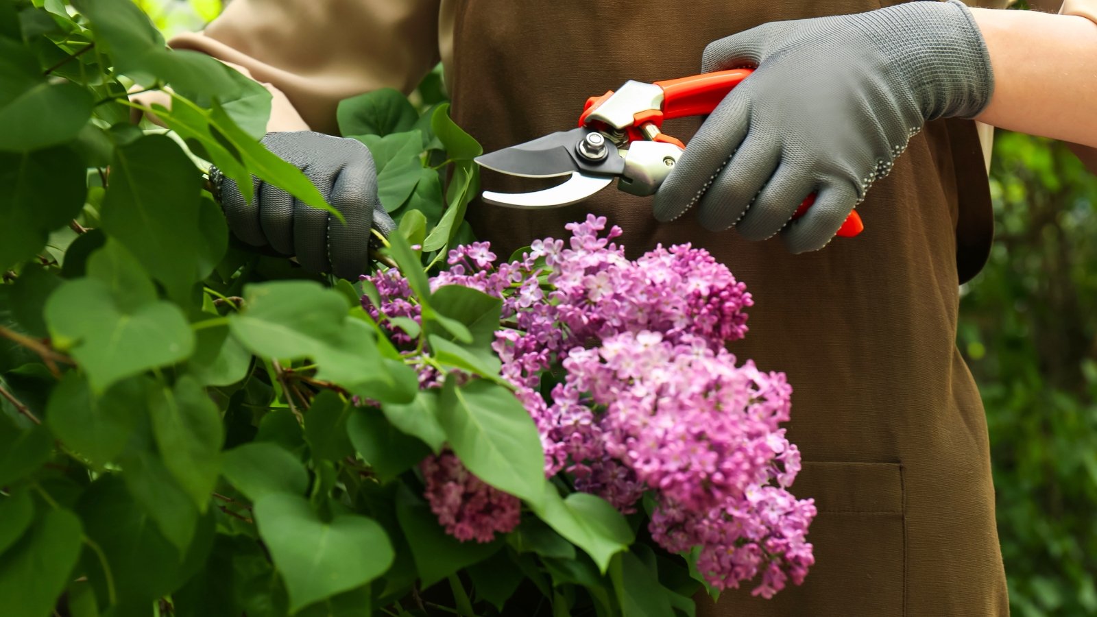 No momento, você está visualizando 9 Plantas que Você Nunca Deve Podar no Início da Primavera