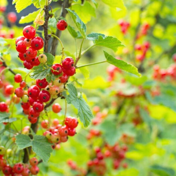 11 Arbustos de Frutas que Você Pode Plantar no Início da Primavera