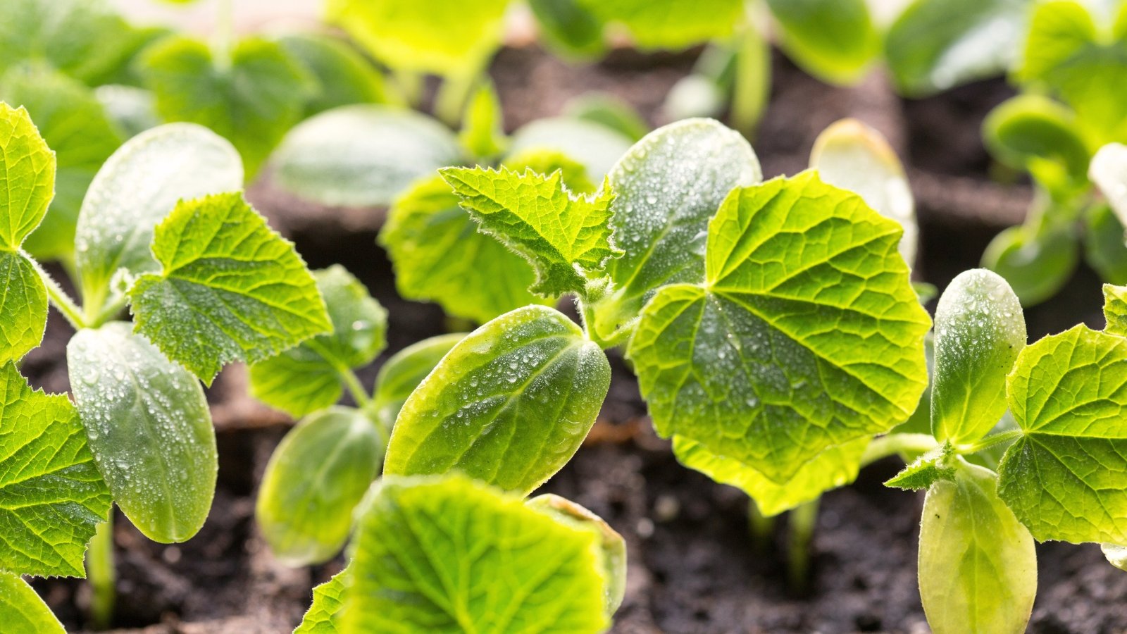 No momento, você está visualizando Quando e Como Começar a Plantar Sementes de Pepino em Ambientes Internos