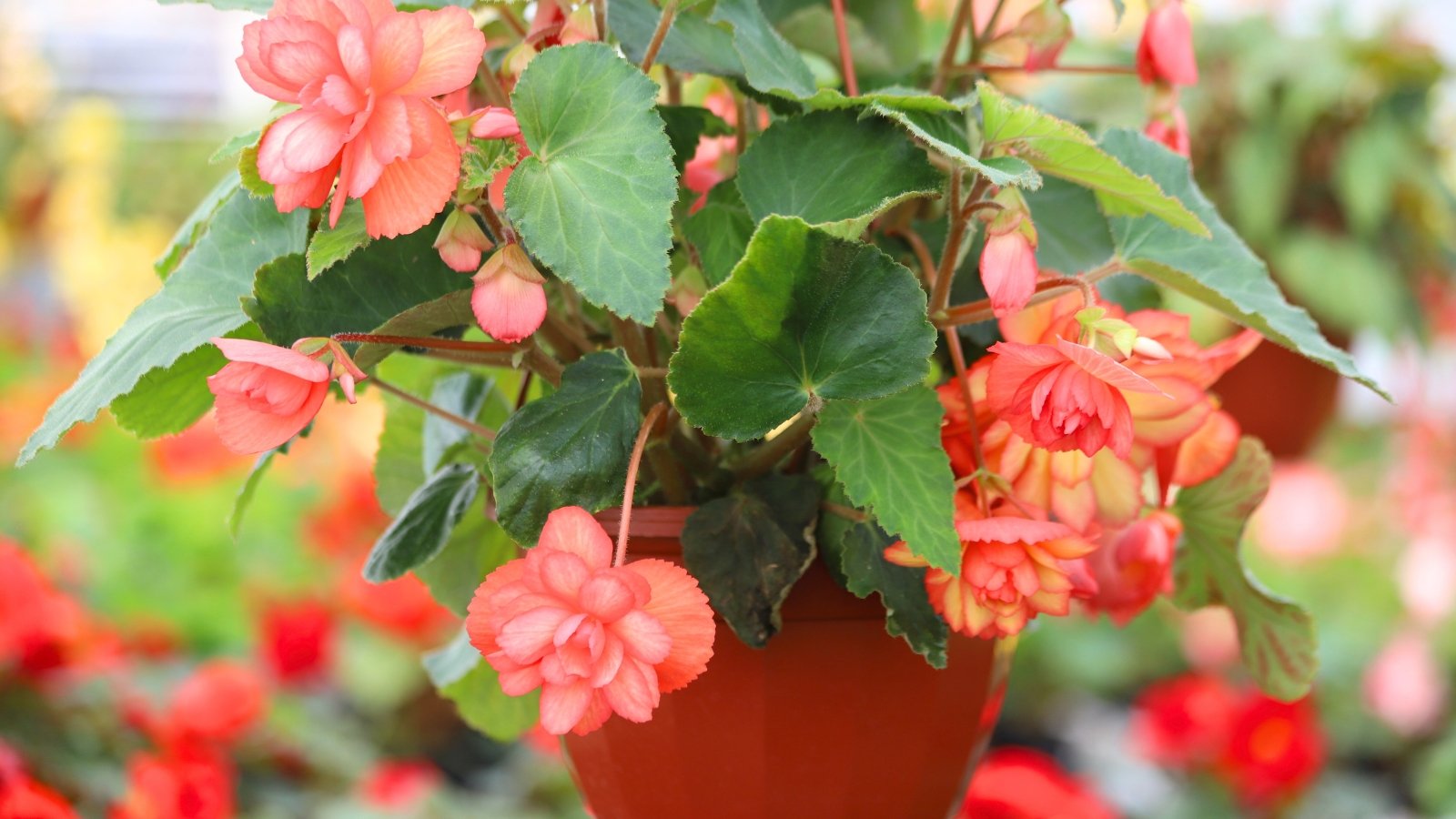 No momento, você está visualizando Como Plantar, Cultivar e Cuidar de Begônias Tuberosas