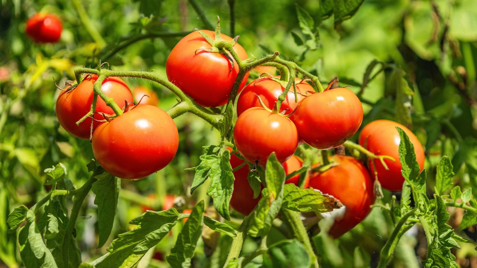 No momento, você está visualizando 21 Sementes de Vegetais para Plantar em Março