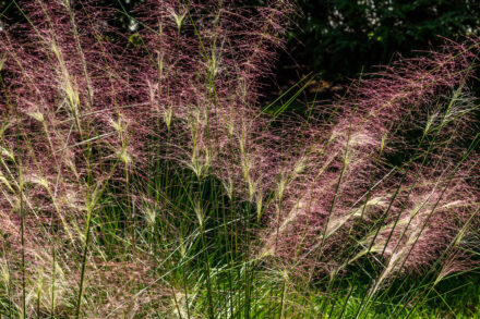 Muhlenbergia capillaris