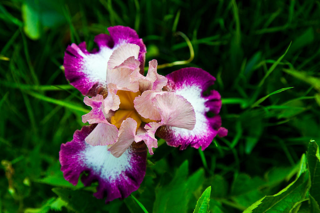 Fleur de Lis