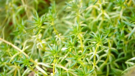sedum Angelina