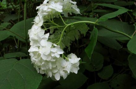 Hydrangea arborescens