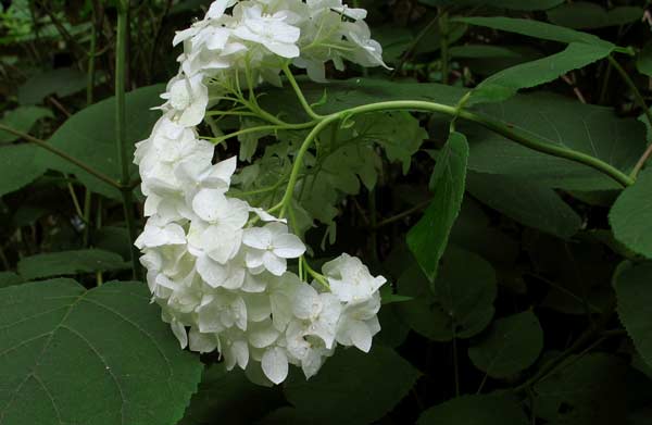 Hydrangea arborescens