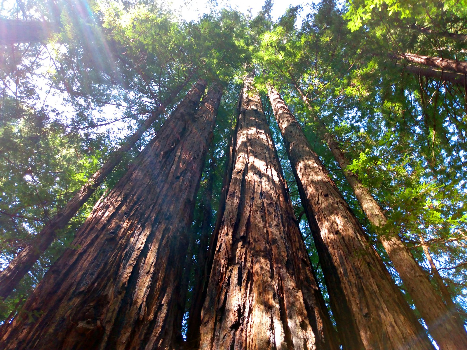 sempervirens