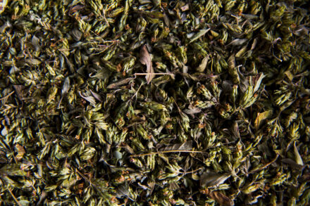 oregano