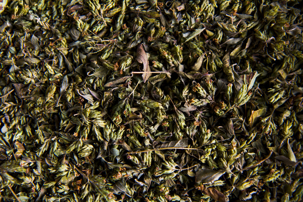oregano