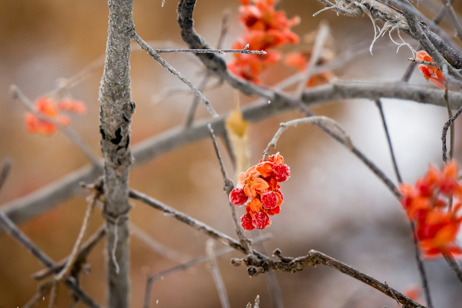 Asiatic Bittersweet