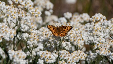 Leia mais sobre o artigo 19 Plantas Nativas para Polinizadores em Jardins do Sudoeste