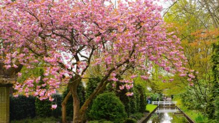 Leia mais sobre o artigo 13 Mais Belas Cerejeiras em Flor Para o Seu Jardim