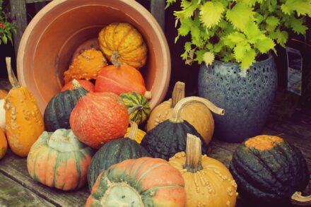 pumpkin plants