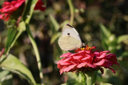 A white butterfly sitting on top of a red flower