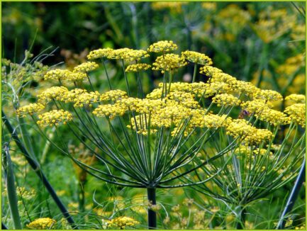 Foeniculum vulgare 