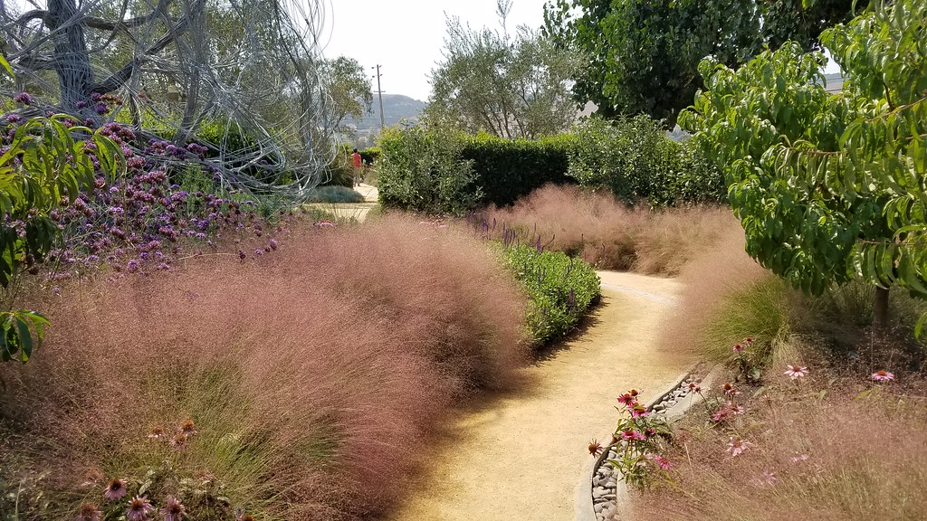 Muhlenbergia capillaris