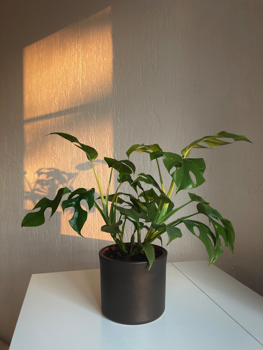 Monstera Adansonii