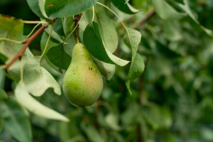 pear