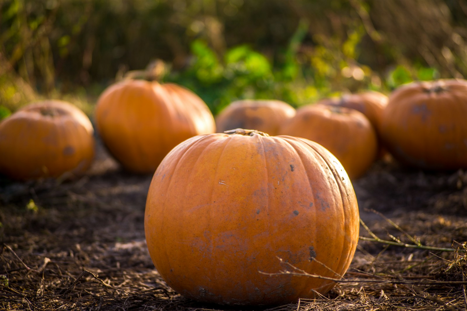 pumpkin plants