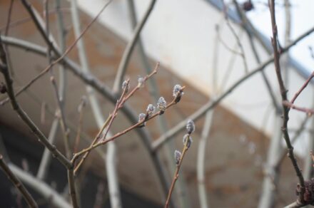 Gray Willow