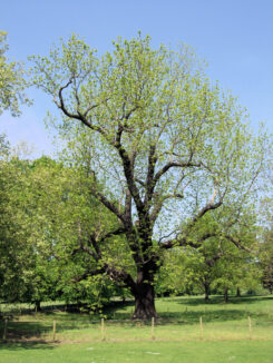 Walnut tree