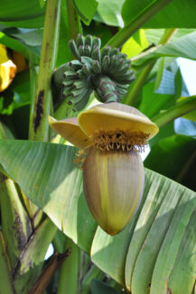 Musa basjoo