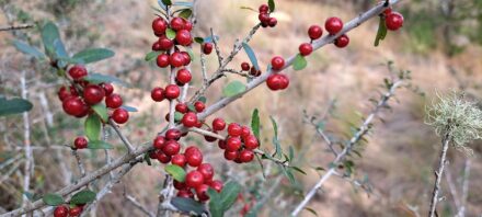 Yaupon Holly
