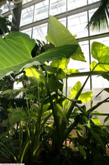 Philodendron micans