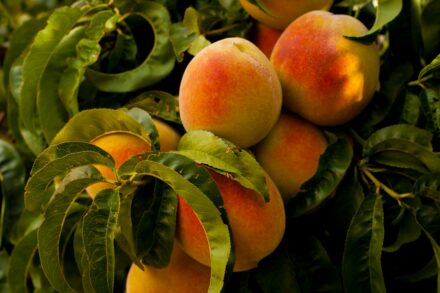 food in garden