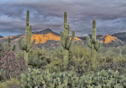Saguaro