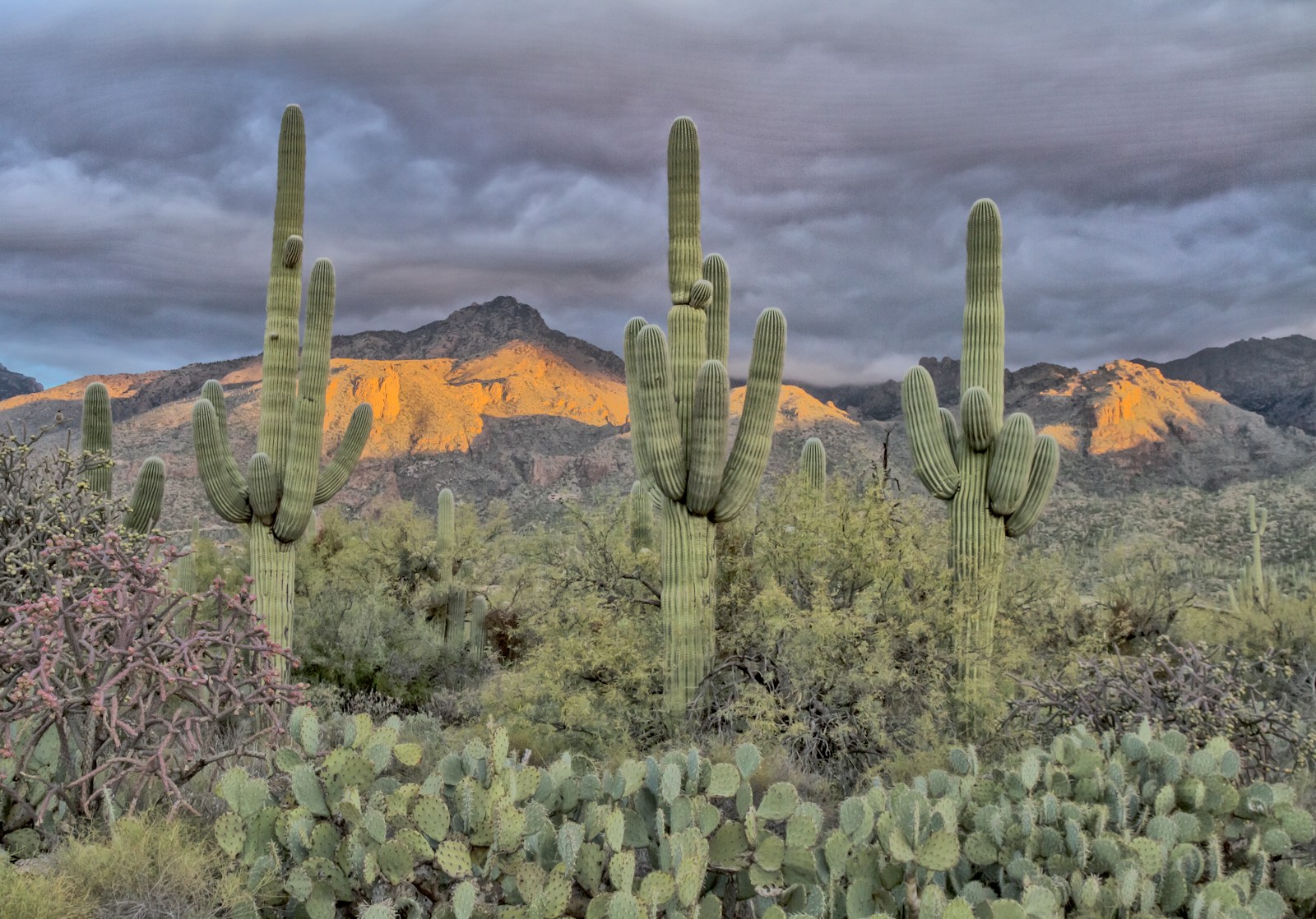 Saguaro
