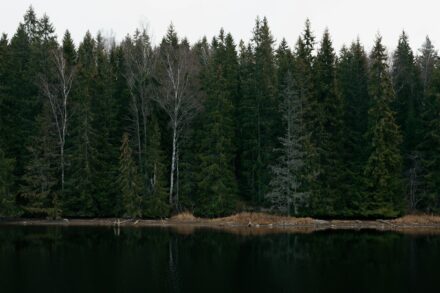 Pine forests tree