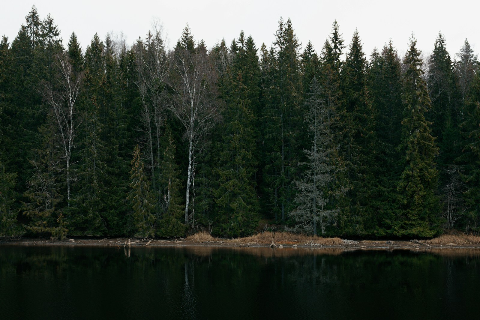 Pine forests tree