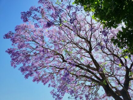 Jacaranda