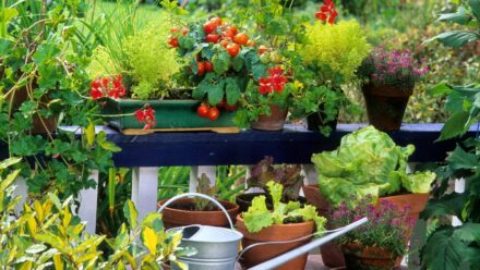 Leia mais sobre o artigo 9 Maneiras de Cultivar Plantas Mais Saudáveis em Vasos
