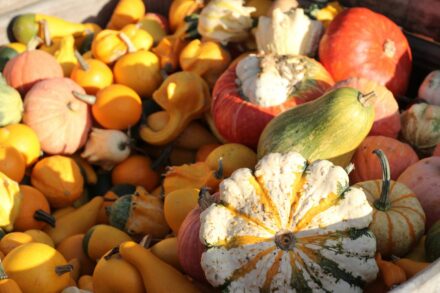 pumpkin