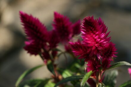 Celosia