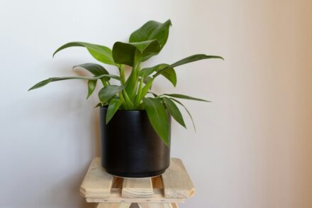 Philodendron micans