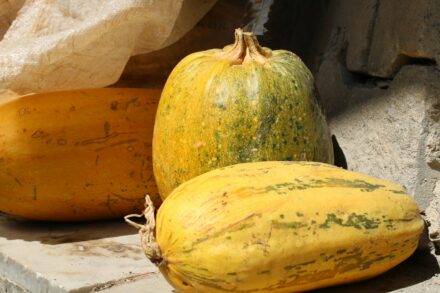 pumpkin