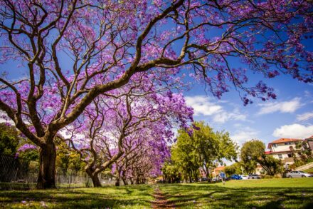 Jacaranda