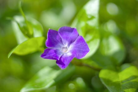 Vinca