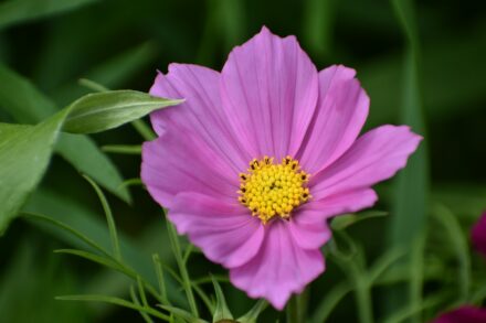 cosmos