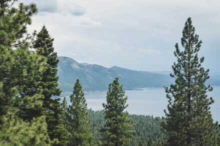 Pine