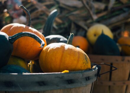pumpkin plants