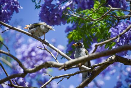 Jacaranda