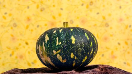 pumpkin