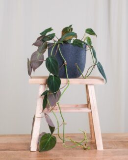 Philodendron micans