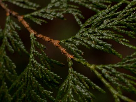 conifer